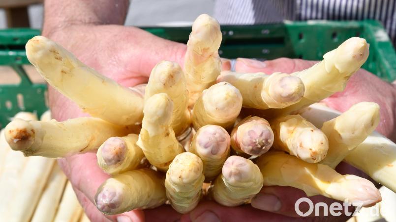 Die Spargelspitzen gelten als besondere Delikatesse. Bild: Petra Hartl