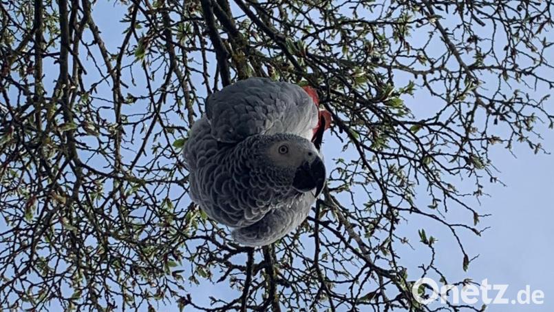 Georgi, oder besser "Tschortschi", treibt gern Schabernack. Der Graupapagei hat zusammen mit seinem Weibchen Resi die Ammersrichter Kirwa besucht. Bild: upl