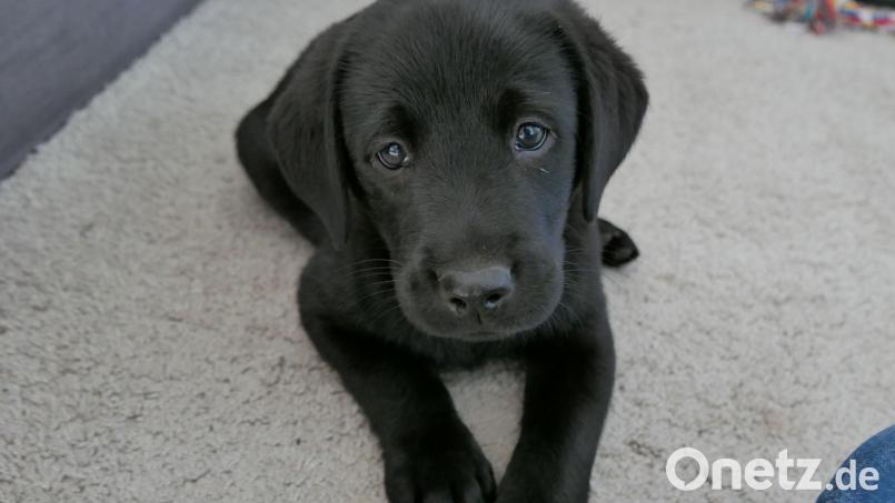 Drei ausgebüxte Hunde haben die Amberger Polizei am Donnerstag und am Freitag in Atem gehalten. Ein junger Labrador und eine Appenzeller-Hündin wären bei Ursensollen beinahe auf die Autobahn gelaufen. Symbolbild: Insa Kohler