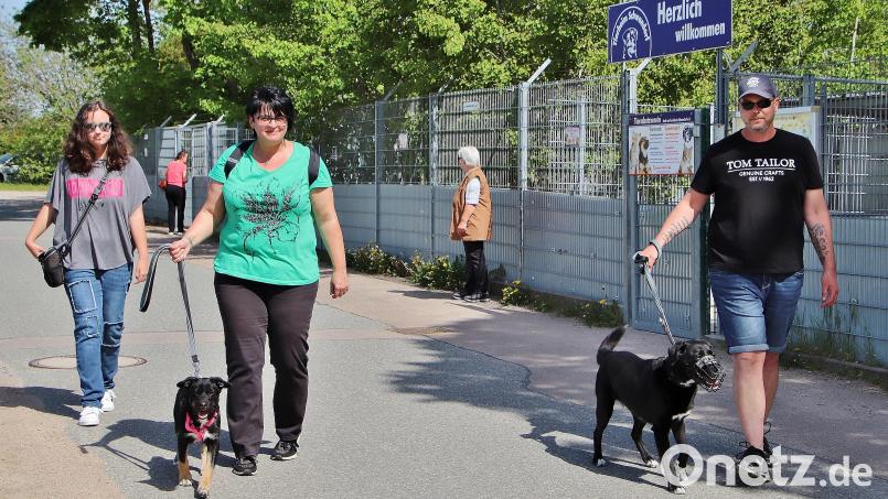 Zu den besonders treuen Gassigängern gehört die Familie Roidl, hier mit dem Labradormischling Bucky (rechts) und der Mischlingsdame Mulan. Im Hintergrund der Zaun des Schwandorfer Tierheims. Bild: Thomas Dobler