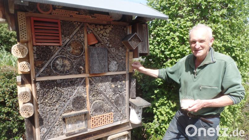 Ganz viele Brutröhren in Bernd Bauers Insektenhotel sind schon verkapselt und mit Futter plus Made „fest belegt“. Gerade experimentiert er mit einem Schutzgitter vor den Brutöffnungen um Madenklau durch Vögel zu verhindern. Bild: jml