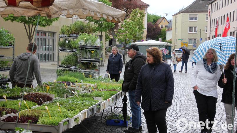 Die Stände mit jungen Gemüsepflanzen lockten einige Marktbesucher an. Bild: kro