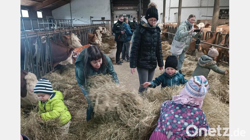 Die Kleinen des Kindergartens Regenbogen tollten im Heu und fütterten mit vollem Einsatz die Rinder des Erlebnisbauernhofes Kastner. Bild: AELF Tirschenreuth/exb