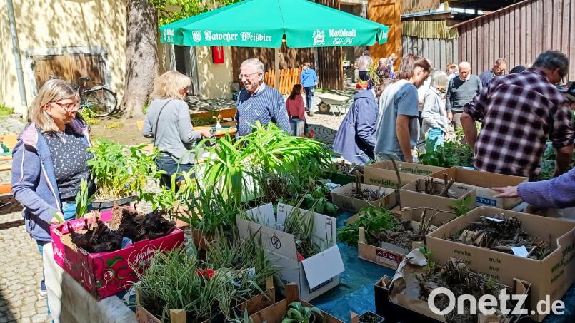Auf reges Interesse stieß der Pflanzentauschtag in Waldershof. Bild: Oswald Zintl/exb