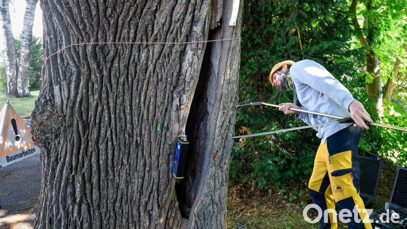 In verschiedenen Bereichen im Stadtgebiet werden sogenannte Zugversuche an den Baumbeständen durchgeführt. Bild: Petra Hartl