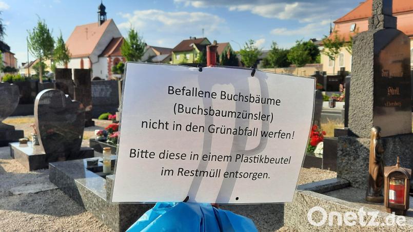 Vor der Verbreitung des Buchsbaumzünslers auf dem Friedhof warnt die Stadt Auerbach. Bild: Brigitte Grüner/exb