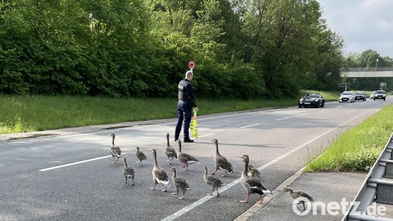 Ein Bundespolizist stoppt Autofahrer auf der Landshuter Allee in München, um eine Gänsefamilie passieren zu lassen. Bild: -/Bundespolizei/dpa