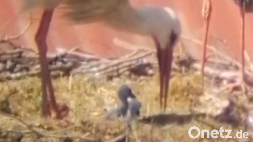 Im Storchennest auf dem Dach des Falkenberger Pfarrheims hat sich doppelter Nachwuchs eingestellt. Die jungen Vögel sind laut Informationen des Storchenbeauftragten Joachim Zrenner am Sonntag geschlüpft. Bild: Storchenkamera Falkenberg/exb