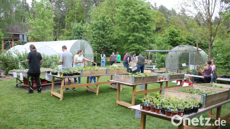 Da freuten sich Vorsitzende Susanne Bäumler und ihre Mannschaft: Überraschend viele Gäste besuchten die erste Weihersberger Pflanzenbörse des Obst- und Gartenbauvereins Trabitz, die komplett mit ökologisch gezüchteten Pflanzenzöglingen aus eigenem Anbau von Familie Bäumler bestückt war. Bild: bjp