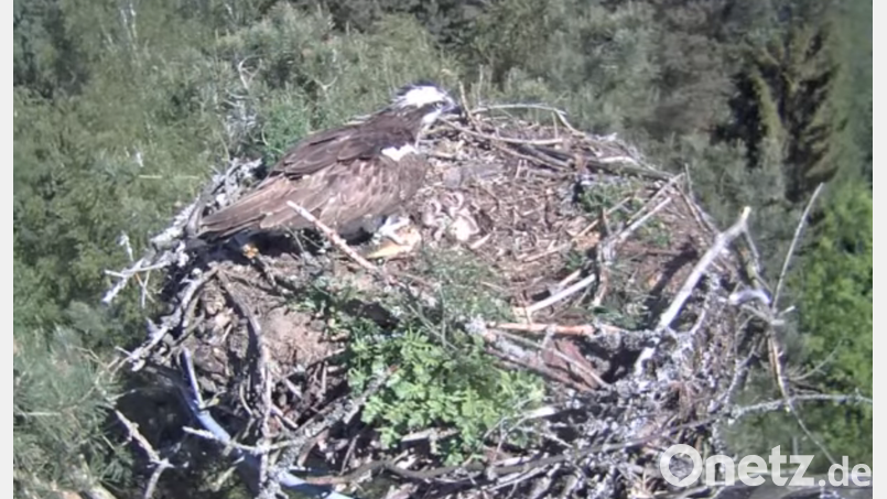 Einer der beiden Altvögel füttert die beiden wenige Tage alten Fischadler-Küken im Horst am Großen Rußweiher in Eschenbach. Bild: Webcam Stadt Eschenbach/exb