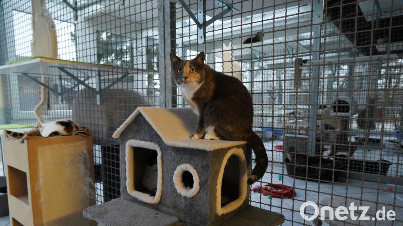 Eine höhere Pauschale als bisher zahlt die Stadt Waldsassen künftig an den Kreistierschutzverband für das Tierheim (Bild) in Tirschenreuth. Die eingeforderte Kostenauflistung war inzwischen von den Verantwortlichen nachgereicht worden. Archivbild: kaz