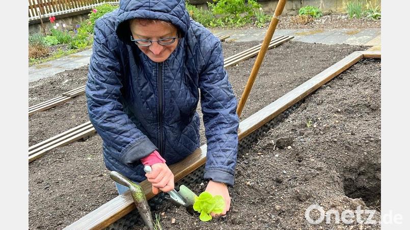Salat pflanzt Irmgard Thoma nur so tief, dass die Blätter frei im Wind wehen. Bild: ihl