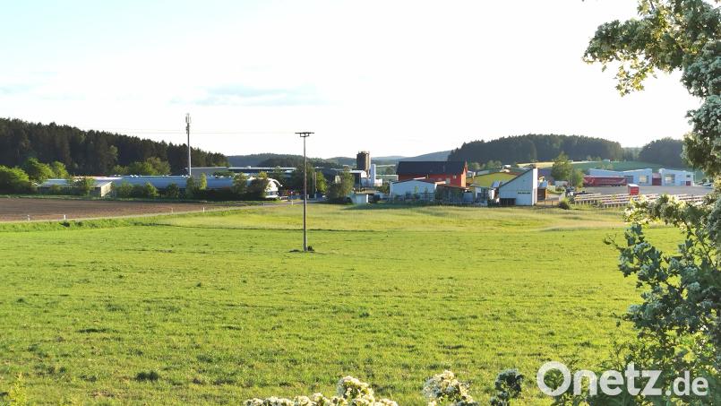 Neue Gewerbeflächen in Oberviechtach wird es auf der 3,8 Hektar großen Wiese angrenzend ans Industriegebiet West Oberviechtach (ungemähte Fläche) geben, sowie im Feld gegenüber, welches neu in den Flächennutzungsplan aufgenommen wurde. Bild: Portner