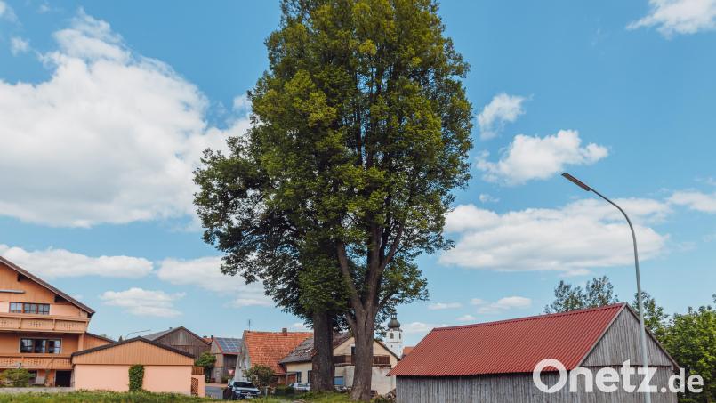 Diese beiden Linden in Schwarzenbach bei Bärnau stehen dort schon mehr als 200 Jahre – und das soll auch so bleiben. Dennoch musste sich der Stadtrat im Mai über die Bäume unterhalten. Bild: Susanne Forster