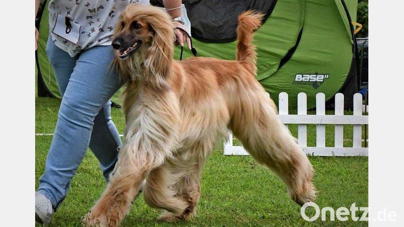 Internationale Rassehunde sind am 1. und 2. Juni in Gut Matheshof in Kreuth bei Rieden (Landkreis Amberg-Sulzbach) zu sehen. Bild: VDH Landesverband Franken/Oberpfalz/exb