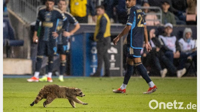 Die Spieler staunten nicht schlecht, als sie den Waschbär auf dem Spielfeld sahen. Bild: Ricky Fitchett/ZUMA Press Wire/dpa