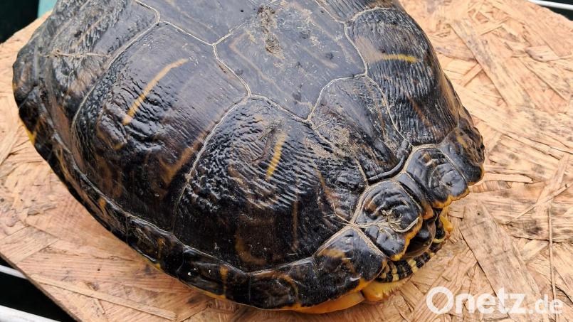 Eine Schildkröte fand eine aufmerksame Bürgerin am Mittwoch an der Staatsstraße 2176 zwischen Mitterteich und Konnersreuth auf Höhe Pechofen. Wer das Tier vermisst, soll sich mit der Polizeiinspektion Waldsassen in Verbindung setzen. Bild: Polizei Waldsassen/exb