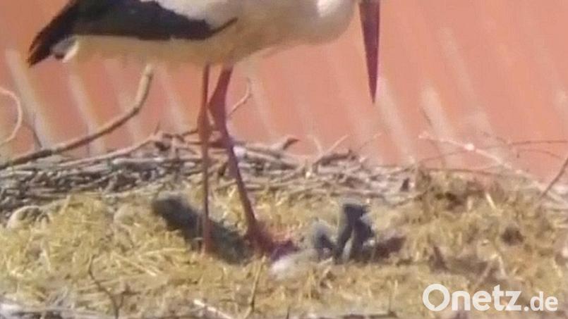 Die Storcheneltern haben nun alle Schnäbel voll zu tun. Für die nunmehr fünfköpfige Familie muss ständig Futter herangeschafft werden. Bild: Storchencam Falkenberg/exb