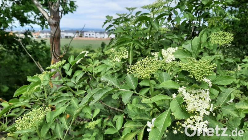 Holundersträucher werden sehr buschig und sind durch ihre weißen Blüten ein auffallendes Gewächs am Wegesrand. Auch hier in der Nähe des Neubaugebiets &quot;Im Gwend&quot; in Schirmitz gedeiht er bestens. Bild: ise