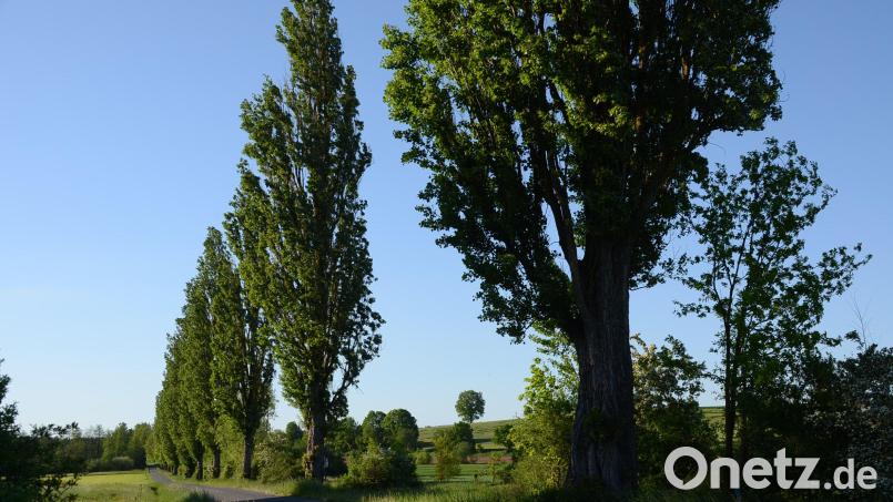 Pappelallee
12 morsche Schwarzpappeln müssen zum Erhalt der Verkehrssicherheit entlang der Bahnstrecke Kirchenlaibach-Weiden gefällt werden. Bild: ak