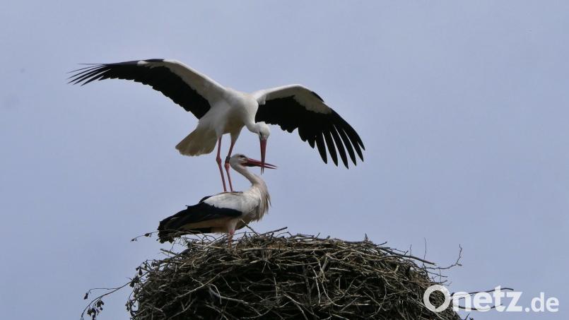 Offenbar hat der angreifende Storch das Storchenweibchen, das schon seit Jahren in Rothenstadt nistet, erobert, nachdem er das Nest angegriffen und die vier Küken tödlich verletzt sowie das Männchen verjagt hat. Bild: Katharina Matzke / exb