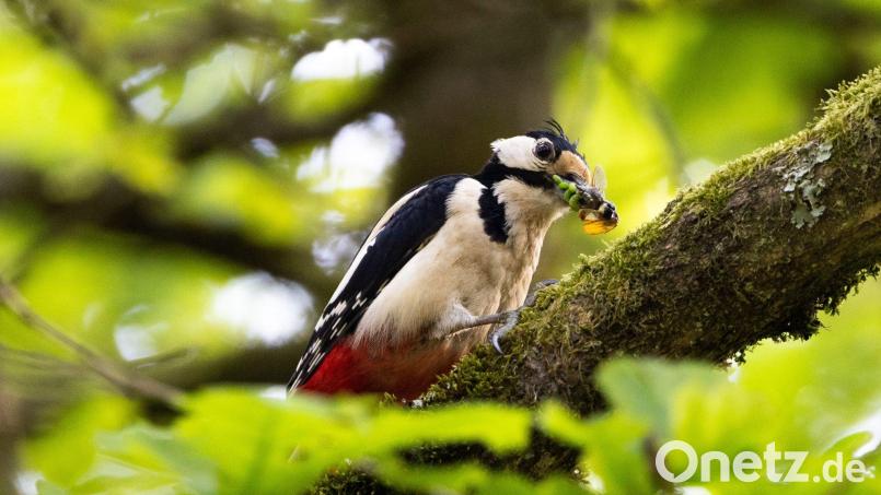 Typische Waldvögel, wie der Buntspecht, sind immer häufiger in Wohngebieten vorzufinden. Bild: Lando Hass/dpa