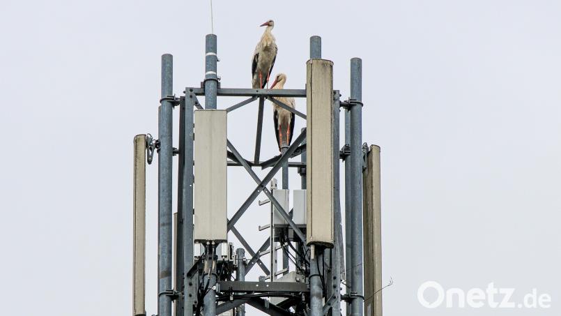 Zwei Störche sitzen auf dem Funkmast bei der OTH in Amberg. Bild: Stephan Huber