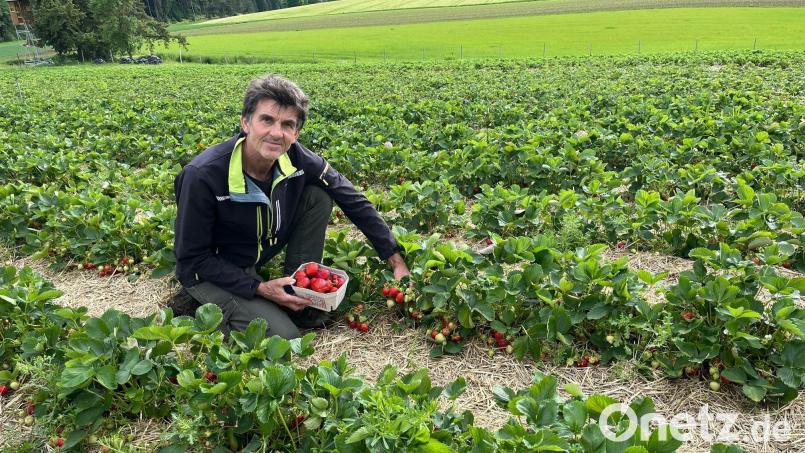 Anton Baumann zeigt Oberpfalz-Medien: Die Erdbeeren sind schon reif und können gepflückt werden. Bild: ihl