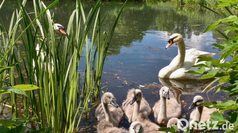 Die Schwanenfamilie im Sulzbach-Rosenberger Stadtpark ist wieder glücklich vereint. Mutter und insbesondere der Vater haben jedoch einen wachen Blick auf die sechs Schwanenküken. Bild: Stephan Huber