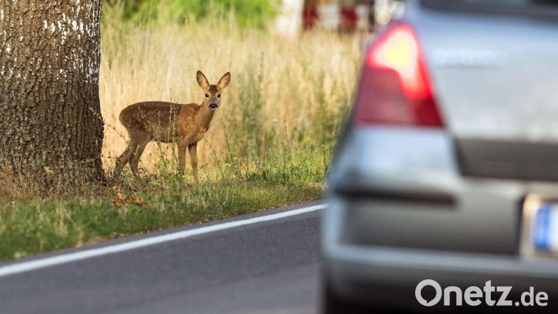 Mit einem Reh kollidierte ein Autofahrer am Donnerstagabend auf der Staatsstraße 2178 zwischen Hohenberg/Eger und Selb. Symbolbild: Patrick Pleul/zb/dpa