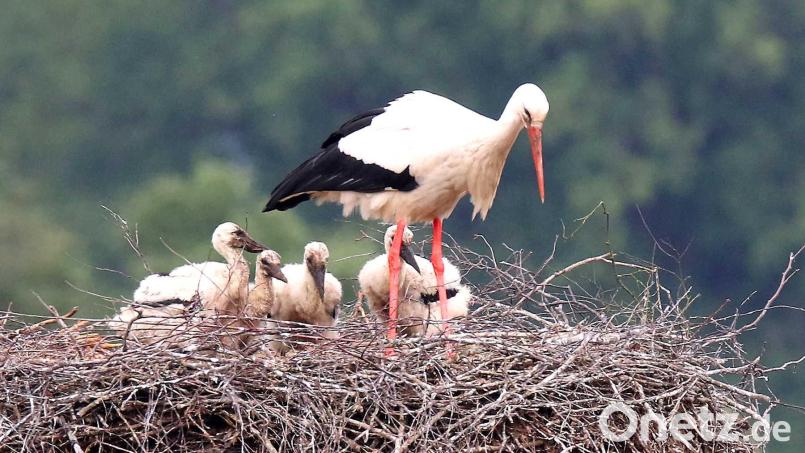 Die Vierlinge mit ihrer Storchenmama im Horst auf dem Eslarner Kommunbrauhaus. Bild: gz