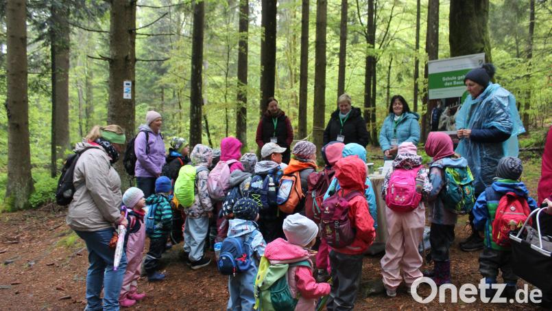 Ein Tagesausflug in den Wald. Bild: Kindergarten St. Elisabeth Erbendorf/exb