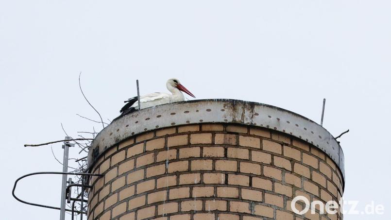 Am Montagvormittag sitzt der Storch auf dem Schornstein von Guss Auer in Ammersricht. Bild: Wolfgang Steinbacher