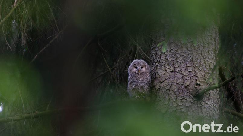 Ein junger Habichtskauz sitzt in einem Baum im Naturpark Steinwald. Bei einem Monitoring im Naturpark Steinwald wurden in diesem Frühjahr zwei Brutpaare mit insgesamt fünf Jungtieren entdeckt. Bild: -/HHM-Photography/VLAB/dpa
