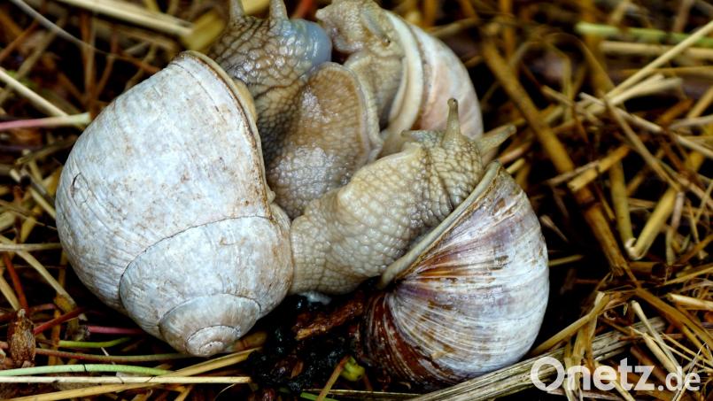 Das Liebesspiel dieser drei Weinbergschnecken dauerte einige Stunden. Bild: bkr