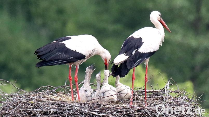 Vierfachen Nachwuchs haben die Störche in Pleystein. Bild: bey