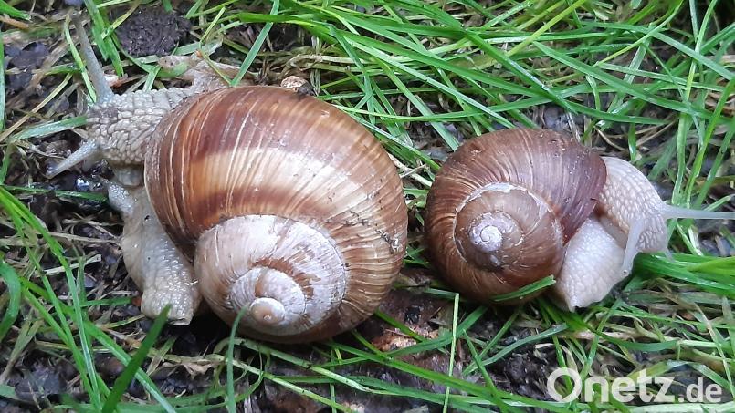 Eine seltene Schnecke mit linksgedrehtem Gehäuse. Bild: Wolfgang Winter