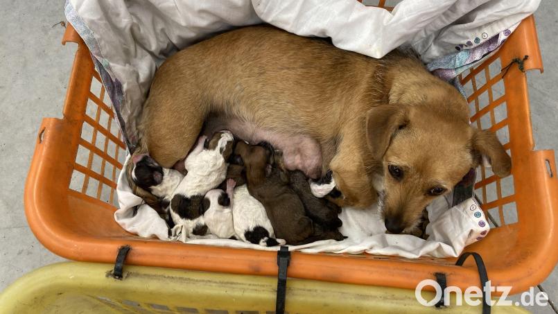 Die Grenzpolizei Waidhaus stoppte einen Kleintransporter, der mehrere Hundewelpen und ausgewachsene Hunde transportierte. Bild: Grenzpolizei Waidhaus/exb