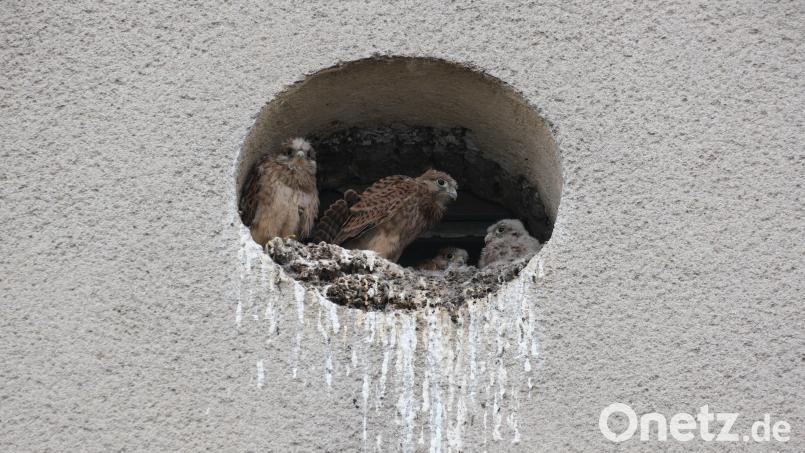 In einer Öffnung am Giebel eines unbewohnten Hauses in der Münchenreuther Straße in Waldsassen haben sich erneut Turmfalken niedergelassen. Bild: Klaus Schoefl/exb