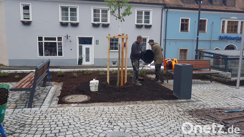 Bald wird es grün am neuen Moosbacher Marktplatz. Gärtner einer Firma aus Cham haben 2000 Gehölze, Stauden und Gräser sowie Blumenzwiebeln gepflanzt. Bild: gi