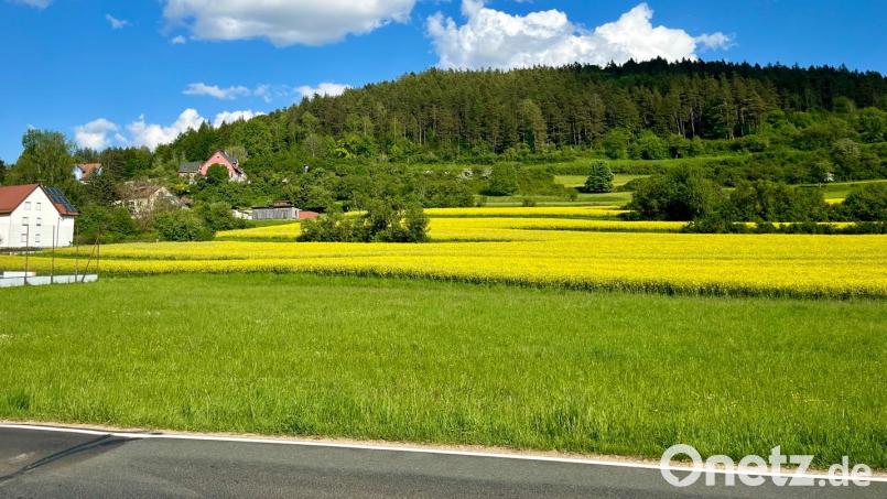 Due Gemeinde Hirschbach unternimmt in Eschenfelden einen neuen Anlauf, ein Baugebiet auszuweisen. Wo in Nachbarschaft zum Sportgelände noch der Raps blüht, könnten einmal Kinder in Gärten spielen. Bild: lei