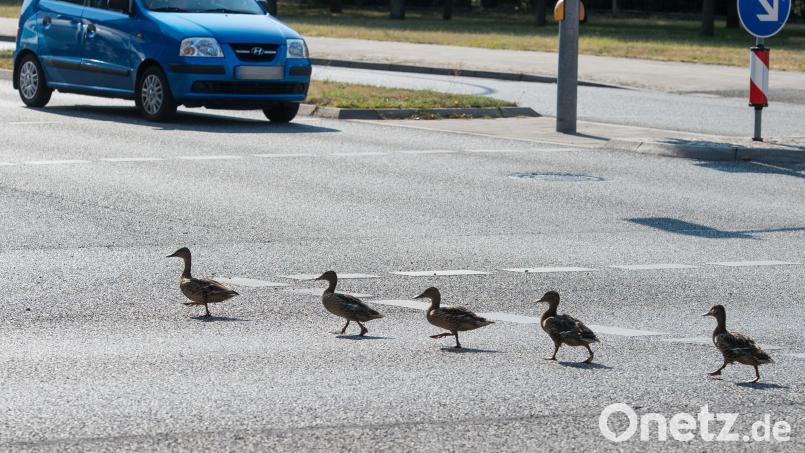 Watschelte wirklich eine Ente über die Straße? Eine 42-Jährige musste am Sonntagabend zwischen Neumarkt und Postbauer-Heng abrupt bremsen. Symbolbild: Patrick Pleul/dpa