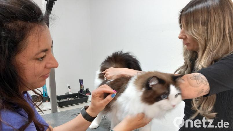 Bade-Fee Sandra (links) und Friseurin Nena (rechts) bei der gemeinsamen Arbeit an Leopold, einem prächtigen Kater der Rasse Ragdoll mit halblangem Haar. Bild: hka