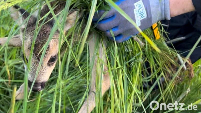Die Rehkitzretter nehmen das Kitz mit Handschuhen und Grasbüscheln vorsichtig aus der Wiese. Bild: Rehkitzrettung NEW WEN