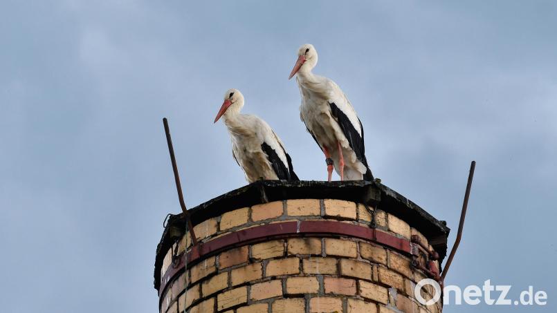 Ein Storchenpaar sitzt auf dem Schlot der alten Hutfabrik in Amberg. Das Bild entstand am Mittwoch, 5. Juni. Bild: Petra Hartl