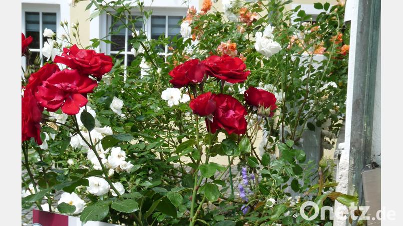 Rechtzeitig zum Rosenfest stehen die Rosenpflanzungen an den Stationen des Rosenpfades wie am alten Rosenberger Rathaus in voller Blüte. Bild: rlö