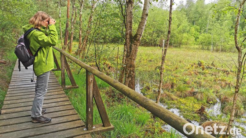 Einzigartige Moorlandschaft im Landkreis Schwandorf: Gebietsbetreuerin Birgit Simmeth freut sich über den aktuellen Zustand vom Kulzer und Prackendorfer Moos. Bild: Portner