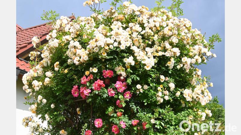 Üppig ist derzeit die Rosenpracht im Garten von Alfons Graf in der Häringloherstraße. Bild: gf