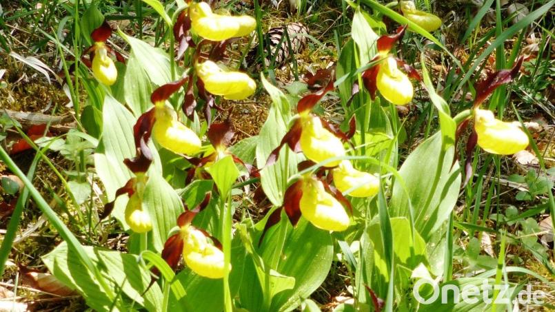 Der Frauenschuh ist eine wunderschöne Orchideenart unserer Heimat und streng geschützt. Bild: jp