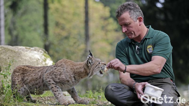 Mickisch füttert einen Luchs. Bild: Ronald Wittek/exb